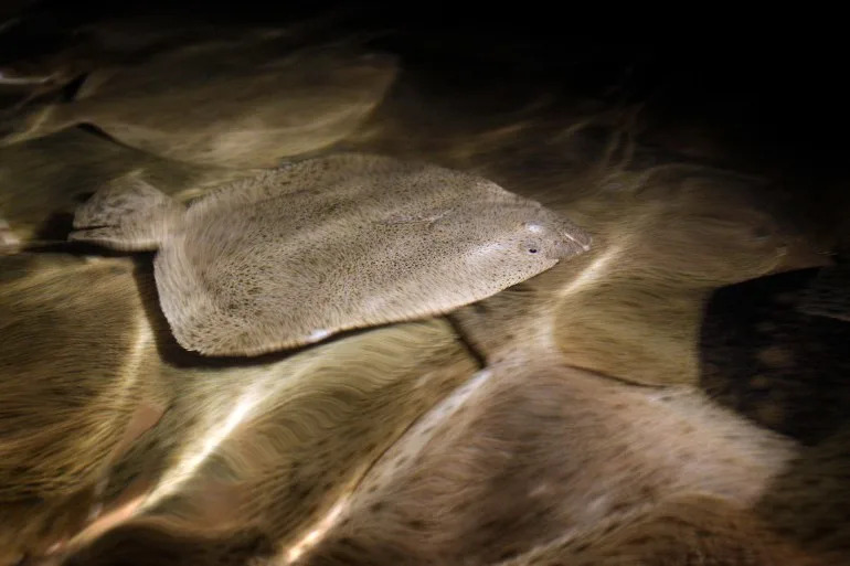 Greenland and NATO: How Close Have Allies Come To Fighting Each Other?