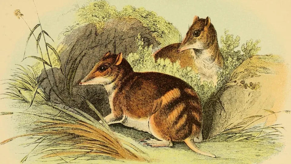 IUCN Confirms Six Animal Extinctions in 2025 — A Stark Warning on Global Biodiversity Loss