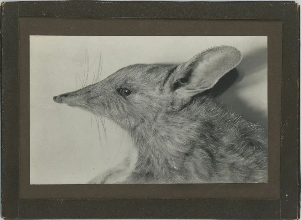 IUCN Confirms Six Animal Extinctions in 2025 — A Stark Warning on Global Biodiversity Loss