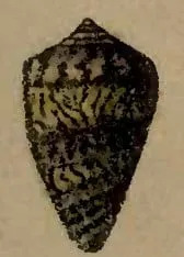 IUCN Confirms Six Animal Extinctions in 2025 — A Stark Warning on Global Biodiversity Loss