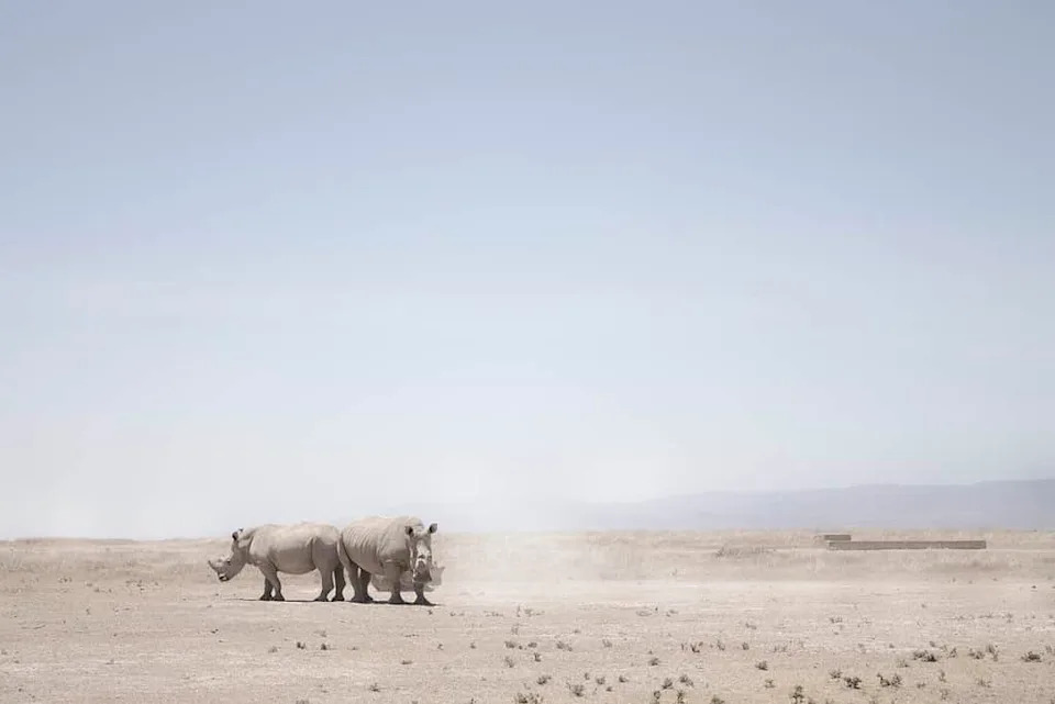Frozen Genes or Final Days? Inside the Race to Save the Northern White Rhino