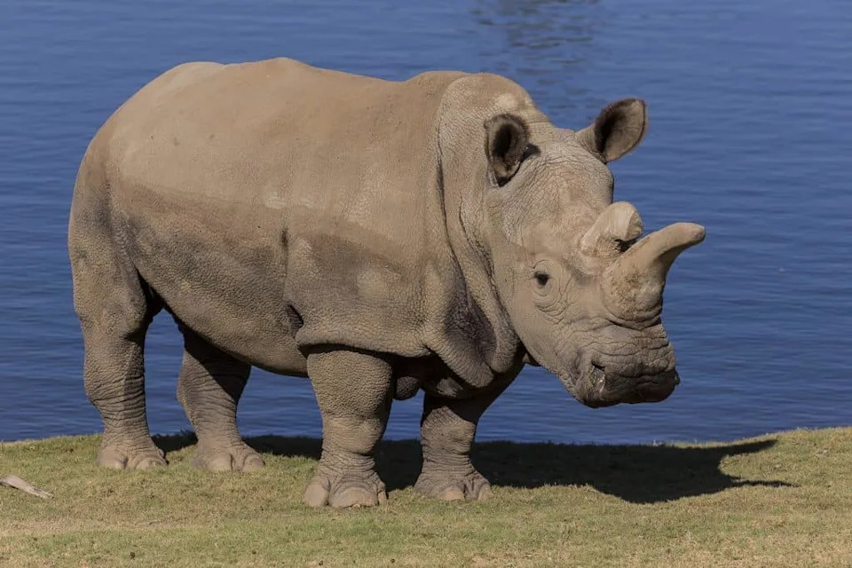 Frozen Genes or Final Days? Inside the Race to Save the Northern White Rhino