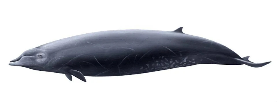 Deep-Sea Ghost No More: First Live Photos and DNA Confirm the Ginkgo‑Toothed Beaked Whale
