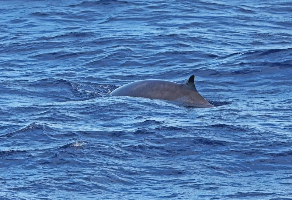 Deep-Sea Ghost No More: First Live Photos and DNA Confirm the Ginkgo‑Toothed Beaked Whale