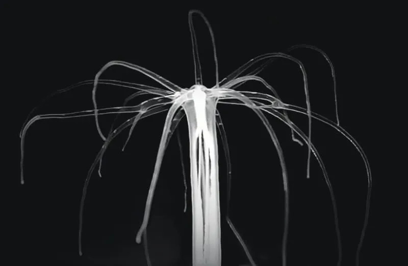 Sleep’s Ancient Purpose: Jellyfish and Sea Anemones Use Sleep to Repair Neuronal DNA