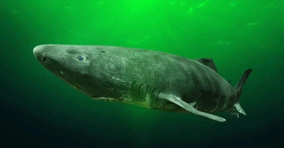 How Greenland Shark DNA Protects Vision for Centuries — Clues for Aging Eyes