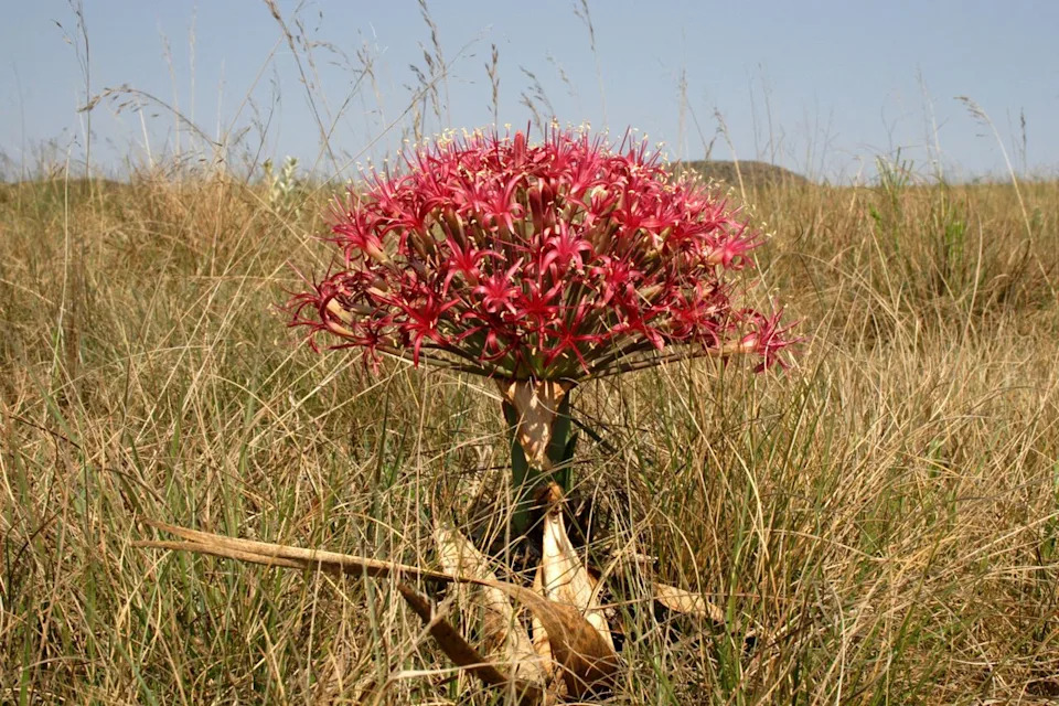 60,000-Year-Old Poisoned Arrowheads Found in South Africa Suggest Advanced Pleistocene Cognition