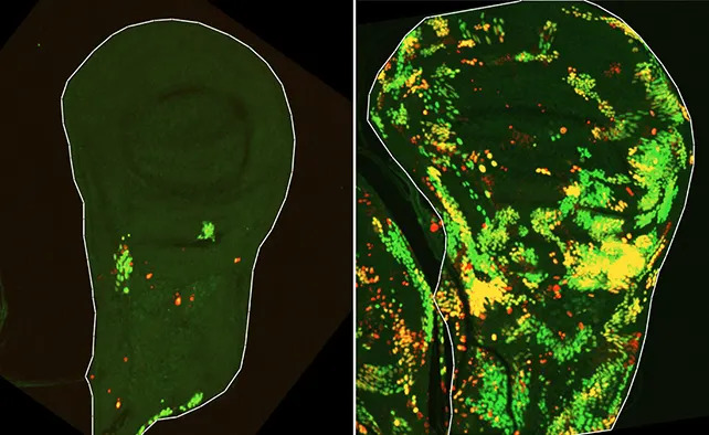 How Tissues 'Resurrect' Cells After Damage — Fly Study Solves 50‑Year Mystery