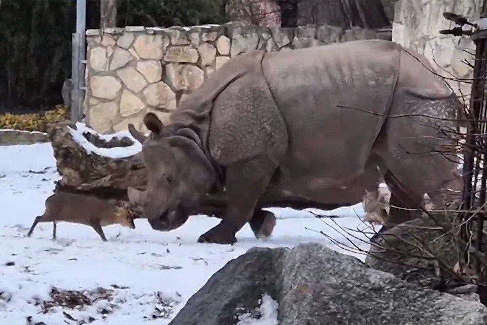 Tiny Deer Charges 1.7‑Ton Rhino in Viral Zoo Clip — A Playful Sparring Match Goes Global