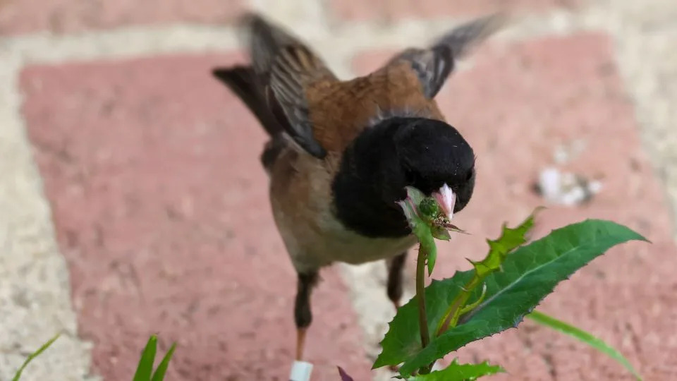College Juncos' Beaks Shifted During the Pandemic — A Possible Case Of Rapid Evolution