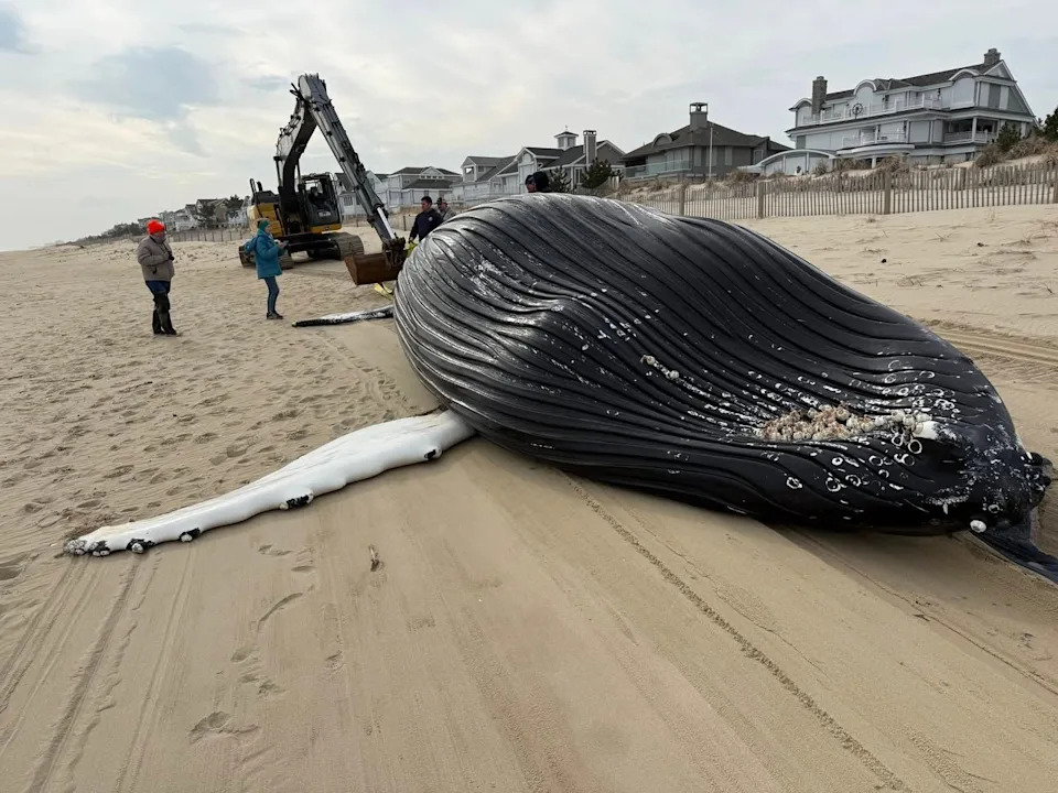 Photos: 32‑Foot Humpback Washes Ashore In Delaware After Suspected Ship Strike