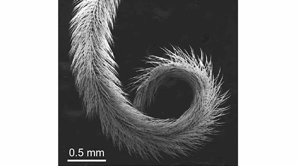 Hairy, Porous Tongues Make Queen Bumblebees Poorer Foragers, Study Finds