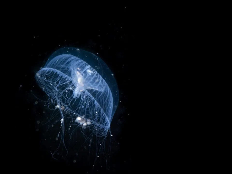 Even Brainless Jellyfish Sleep — And That May Explain Why Rest Protects Our Neurons
