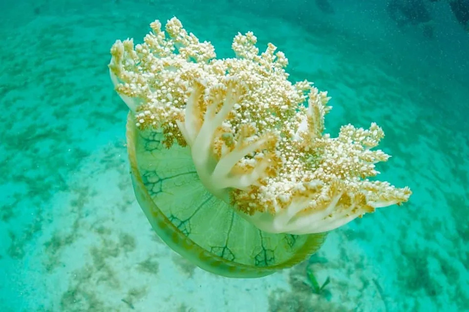 Even Brainless Jellyfish Sleep — And That May Explain Why Rest Protects Our Neurons