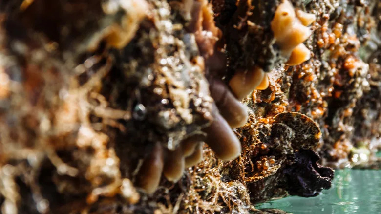 China's Offshore Wind Farms Are Boosting Marine Life — But Trade-offs Remain