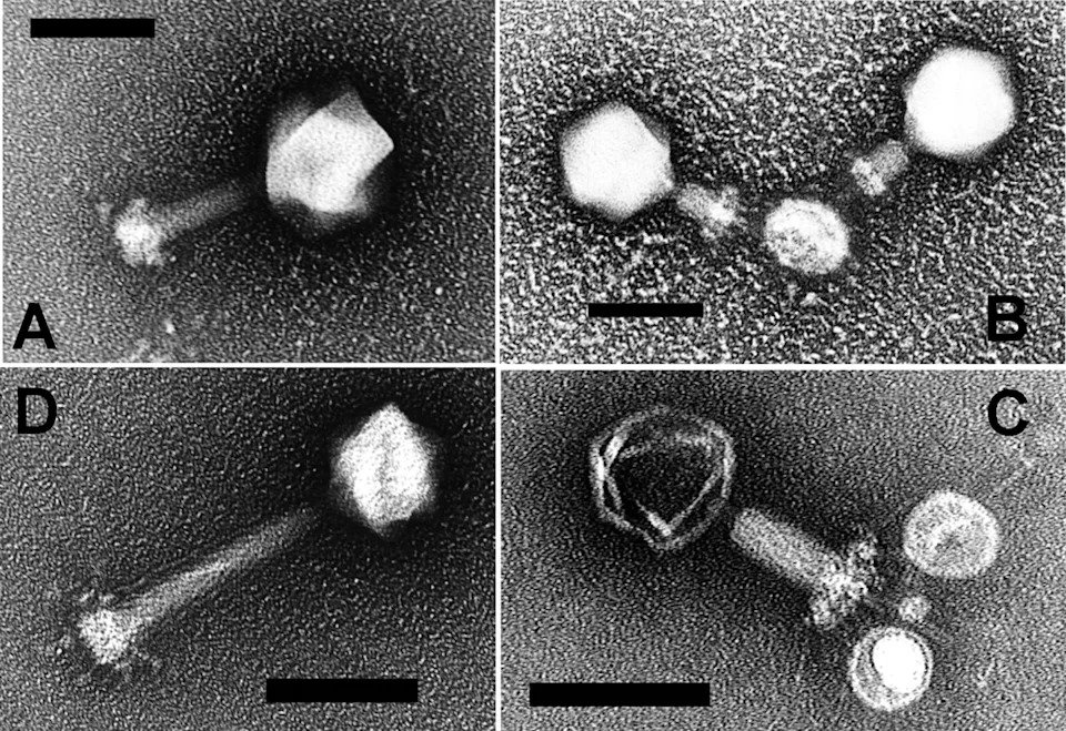 How Marine Viruses Power an Ocean Food Web: Field Evidence for the Viral Shunt