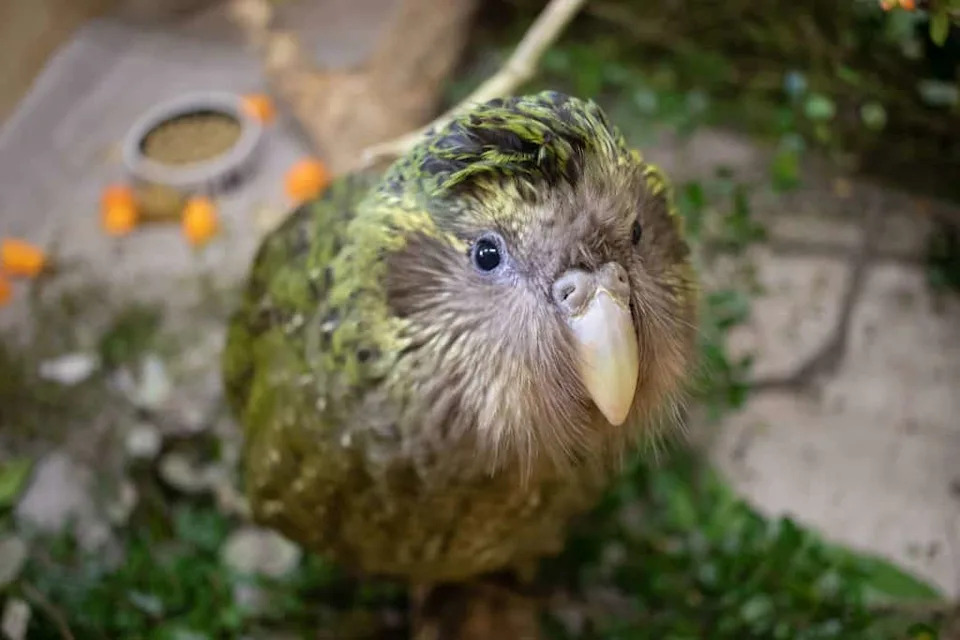 Why Every Living Kākāpō Has a Name — What That Reveals About Its Future