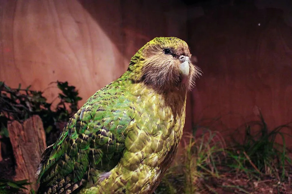 Why Every Living Kākāpō Has a Name — What That Reveals About Its Future