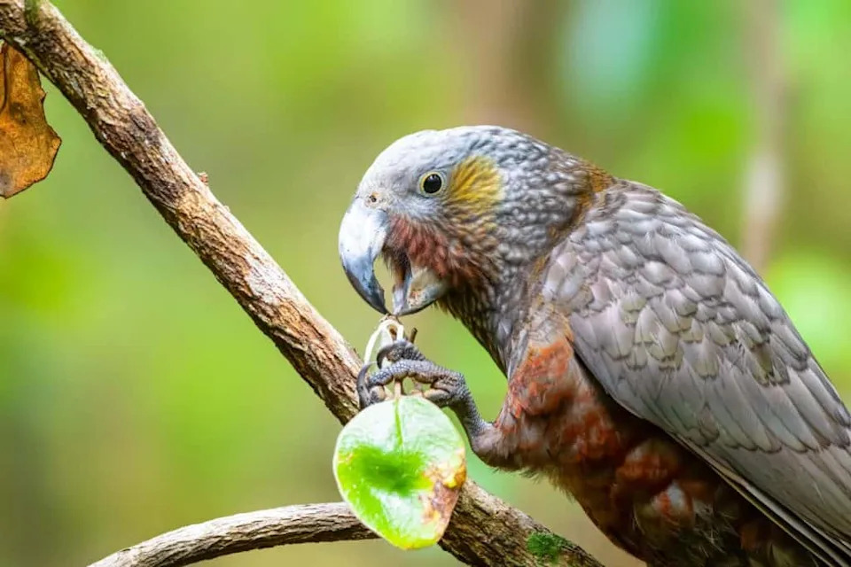 Why Every Living Kākāpō Has a Name — What That Reveals About Its Future