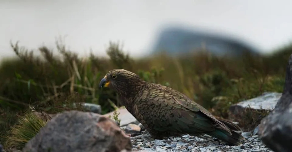 Why Every Living Kākāpō Has a Name — What That Reveals About Its Future