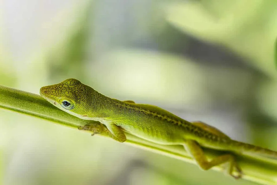Why Some Lizards Regrow Two Tails — What Forked Tails Reveal About Regeneration