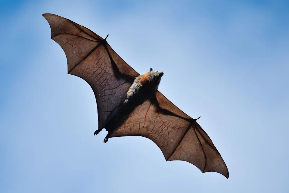 Heat Wave Triggers Record Mass Mortality of Flying Foxes Across Australia