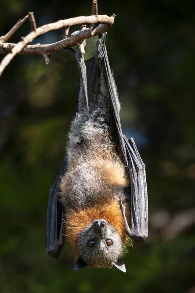 Heat Wave Triggers Record Mass Mortality of Flying Foxes Across Australia