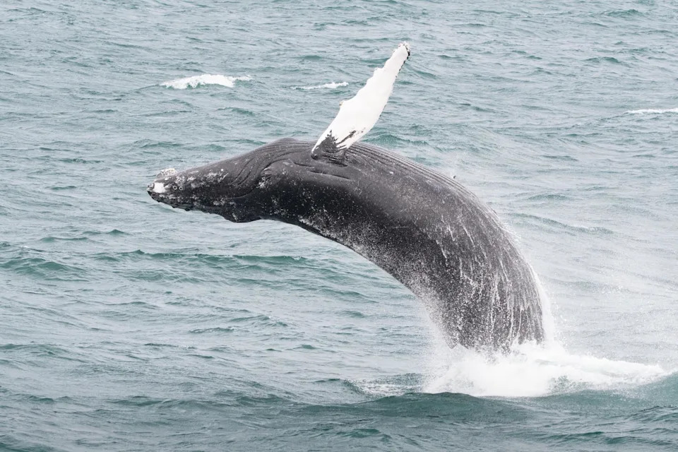 Beloved Cape Cod Humpback 'Oil Change' Found Dead; Necropsy Points to Likely Ship Strike
