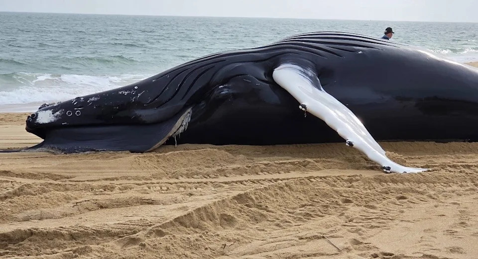 Beloved Cape Cod Humpback 'Oil Change' Found Dead; Necropsy Points to Likely Ship Strike