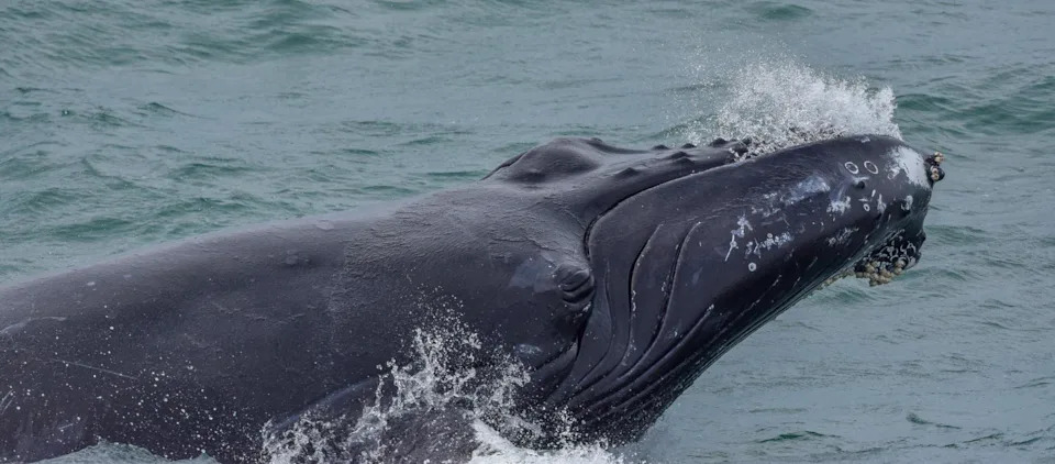 Beloved Cape Cod Humpback 'Oil Change' Found Dead; Necropsy Points to Likely Ship Strike