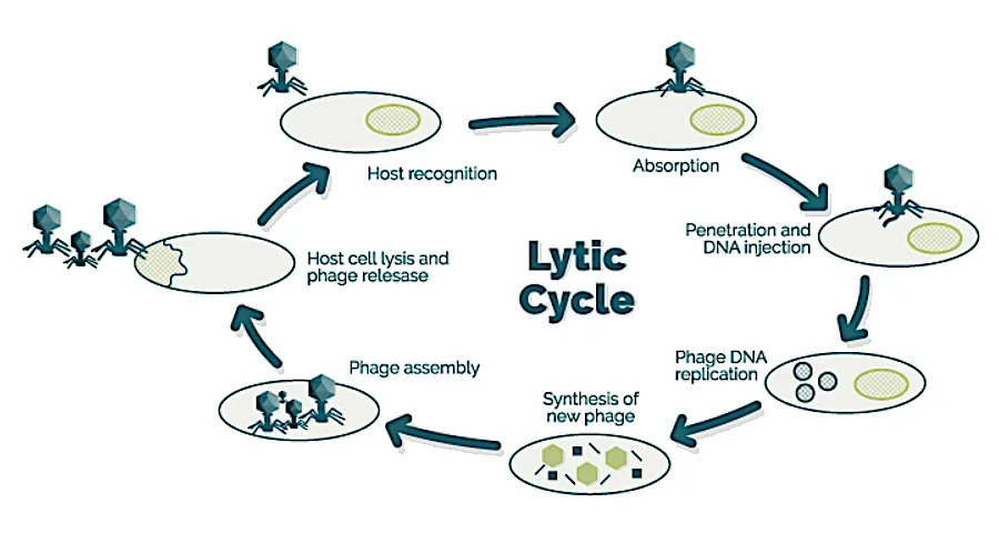 Microgravity Slows Phage Infections and Redirects Viral Evolution Aboard the ISS — Space‑Derived Phages Kill Drug‑Resistant E. coli