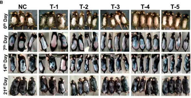 DNA Sugar Gel Triggers Strong Hair Regrowth in Mice — Could It Rival Rogaine?