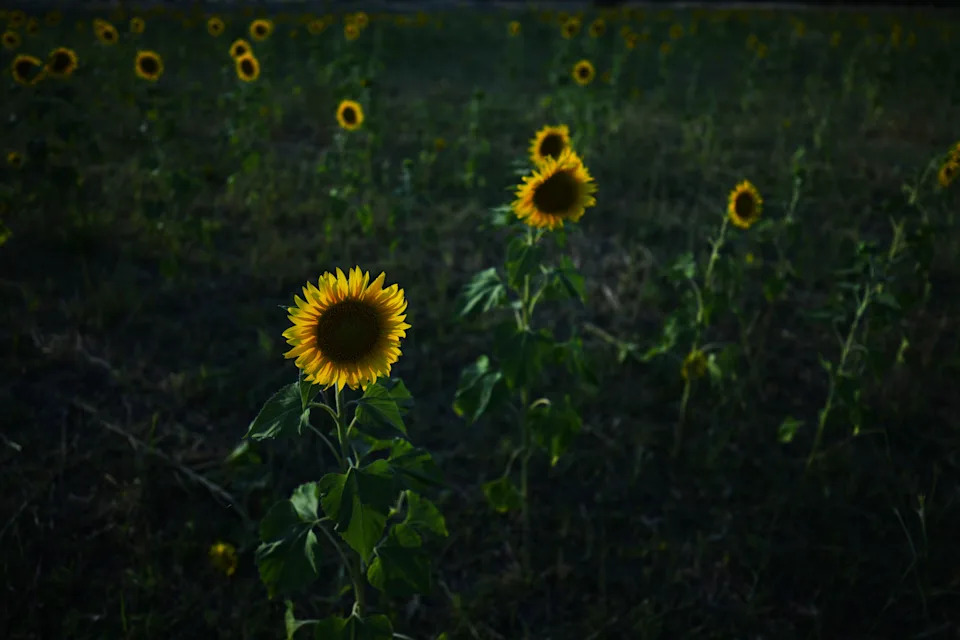 EU and Mercosur Set To Sign Landmark Trade Pact, Creating One Of The World's Largest Free-Trade Zones