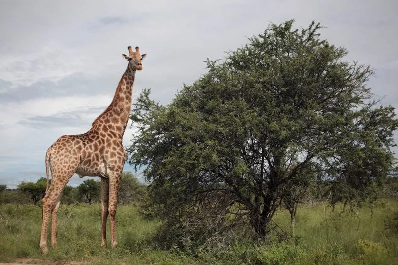 Kruger National Park Closed to Day Visitors After Severe Flooding — Hippos Seen Among Submerged Trees