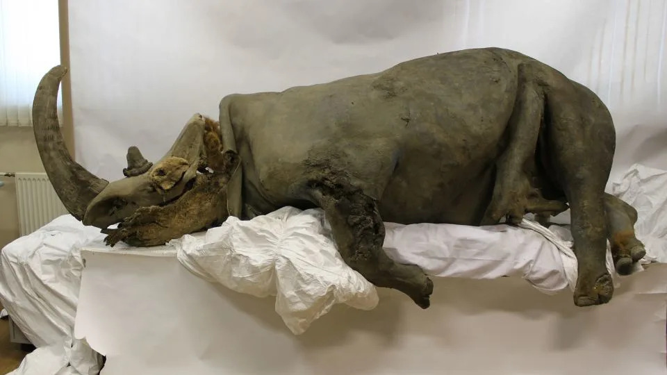 Wolf Pup’s Frozen Stomach Yields Full Genome of Ice-Age Woolly Rhinoceros
