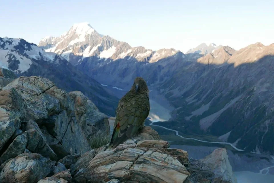 Survival Without Flight: How the Kākāpō Outsmarted Extinction — And Why Its Future Remains Fragile