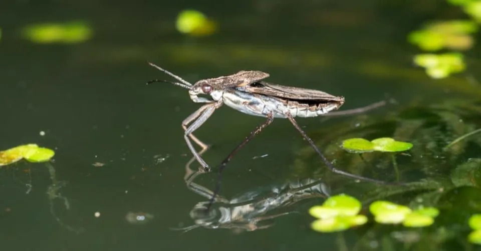 How Tiny Bugs Row, Skate and Sprint Across Water: Leaky Paddles and Surface-Tension Tricks