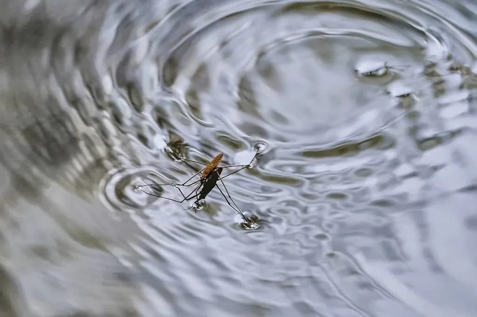 How Tiny Bugs Row, Skate and Sprint Across Water: Leaky Paddles and Surface-Tension Tricks