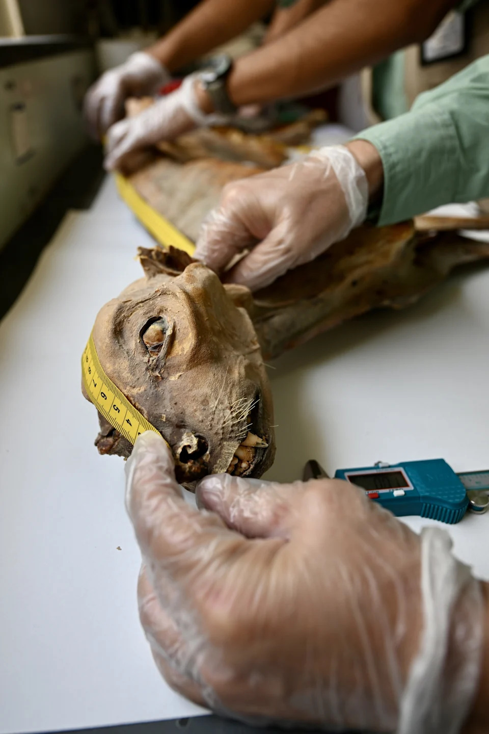 Mummified Cheetahs Found in Saudi Caves Reveal Lost Arabian Populations