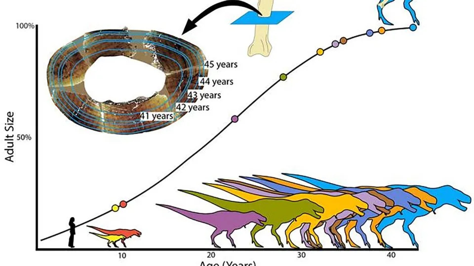 Revised Fossil Analysis Shows T. rex Took Decades Longer To Reach Full Size