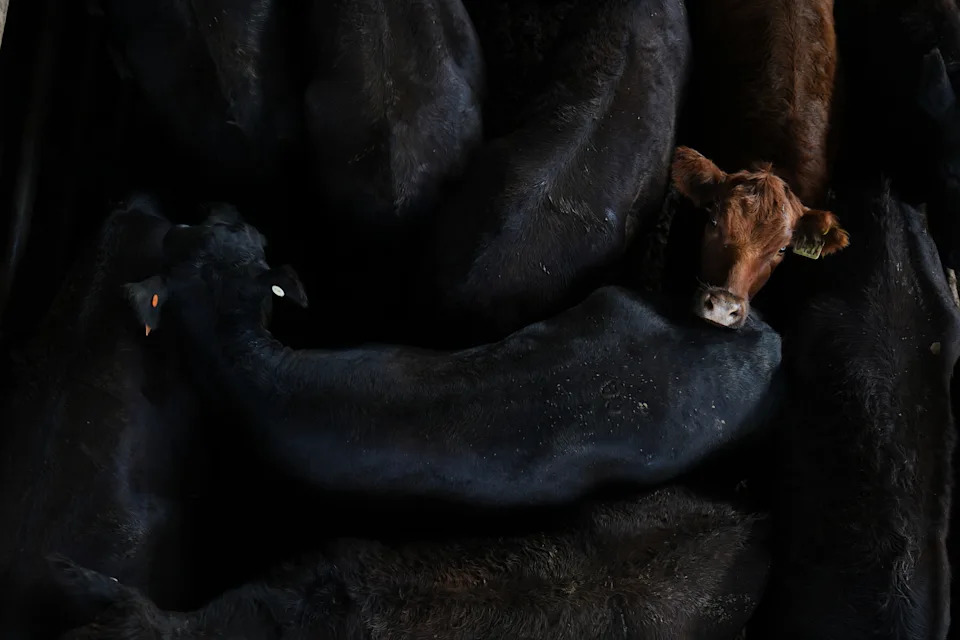 Cuba Repatriates 32 Officers Killed in U.S. Strike in Venezuela; Photo Gallery From Latin America (Jan. 9–15, 2026)