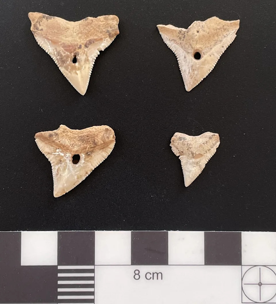 7,000-Year-Old Omani Cemetery Reveals Neolithic Shark and Stingray Hunters