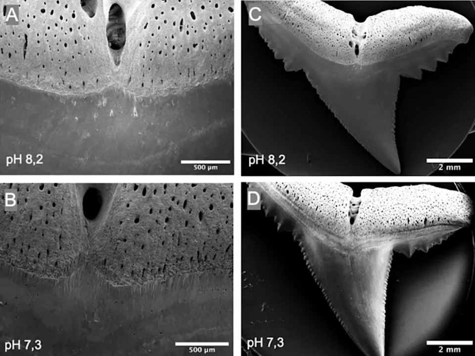 Study Finds Ocean Acidification Can Corrode Shark Teeth, Potentially Weakening Top Predators