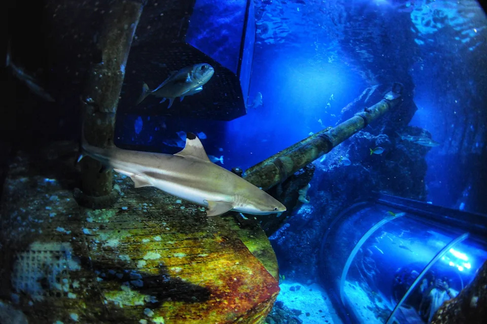 Study Finds Ocean Acidification Can Corrode Shark Teeth, Potentially Weakening Top Predators