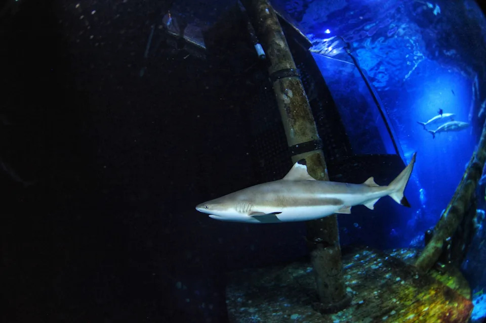 Study Finds Ocean Acidification Can Corrode Shark Teeth, Potentially Weakening Top Predators