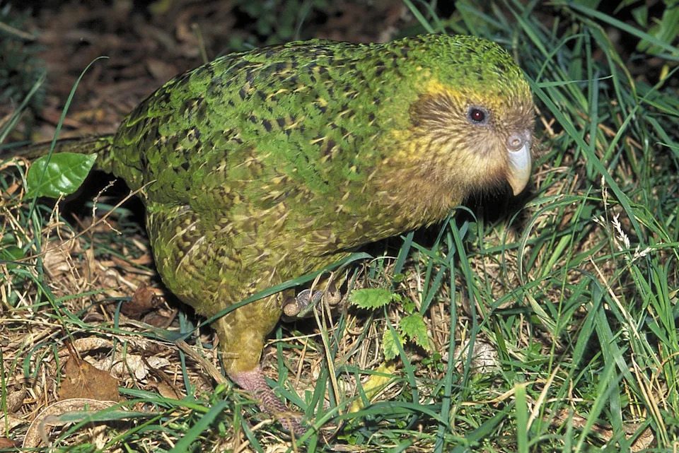 World's Heaviest Parrot Poised For Potential Record Breeding Season After Rimu Berry Boom