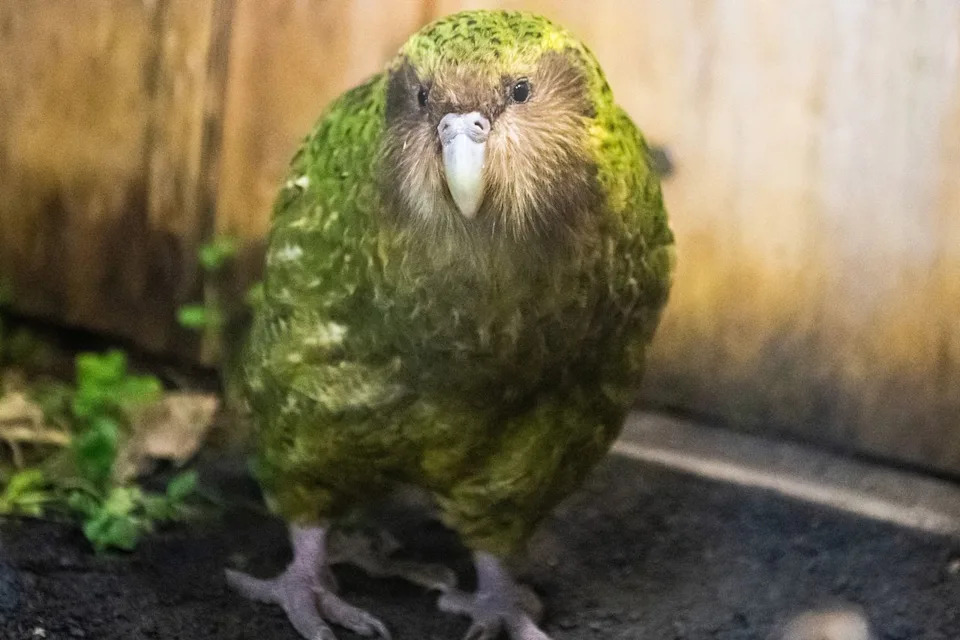 World's Heaviest Parrot Poised For Potential Record Breeding Season After Rimu Berry Boom