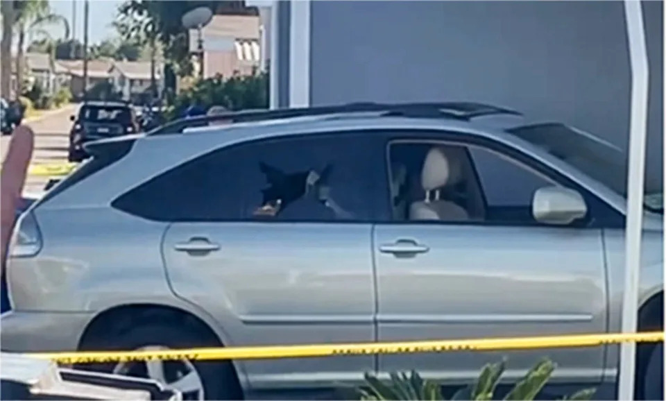 11 People Shot by DHS Immigration Officers Since September — Vehicle Shootings Raise Pattern and Training Concerns