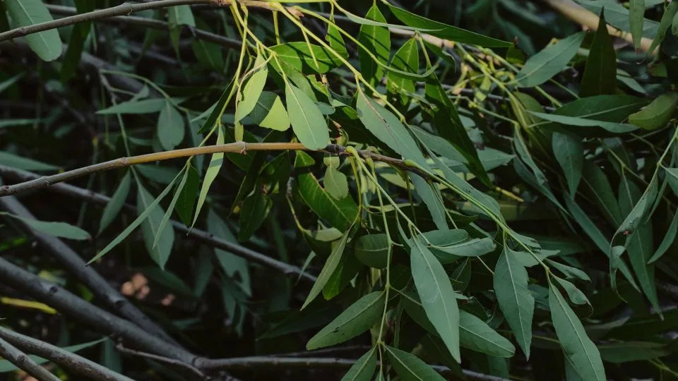 Meet LAFD’s Crew 4: The New Full-Time Wildland Team Preparing Los Angeles For the Next Firestorm