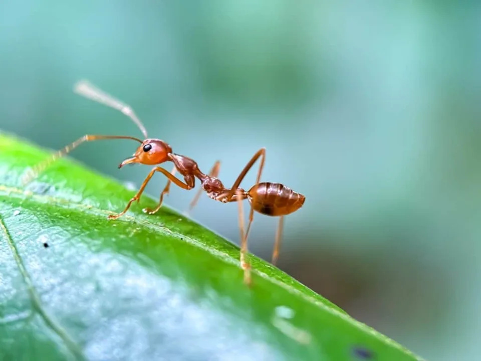 Why Ants Can Survive a 100-Story Fall — And Humans Usually Can't